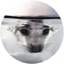 Anto L profile picture